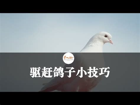 鳥死在陽台怎麼處理